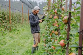 Oberländer Obstbauern lassen sich nicht unterkriegen